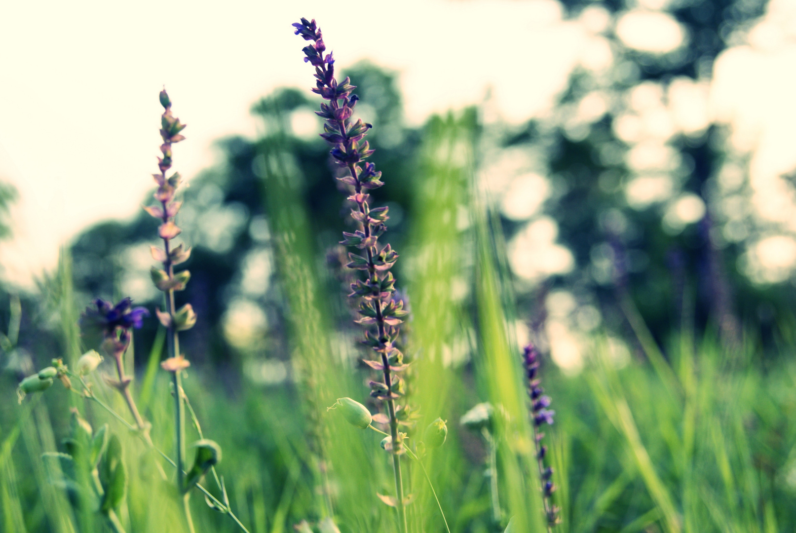 Summer afternoon , lying in the grass