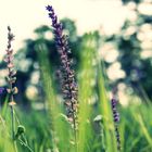 Summer afternoon , lying in the grass