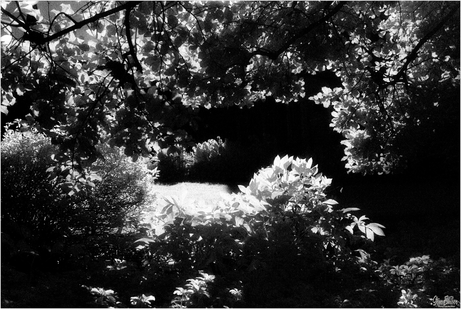 Summer Afternoon on Government House Lawn - An Annapolis Infrared