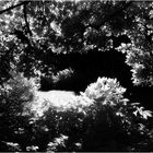 Summer Afternoon on Government House Lawn - An Annapolis Infrared