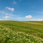 Summer at Feldberg