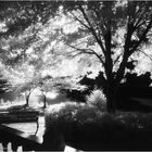 Summer at Quiet Waters No.7 - An Infrared Impression