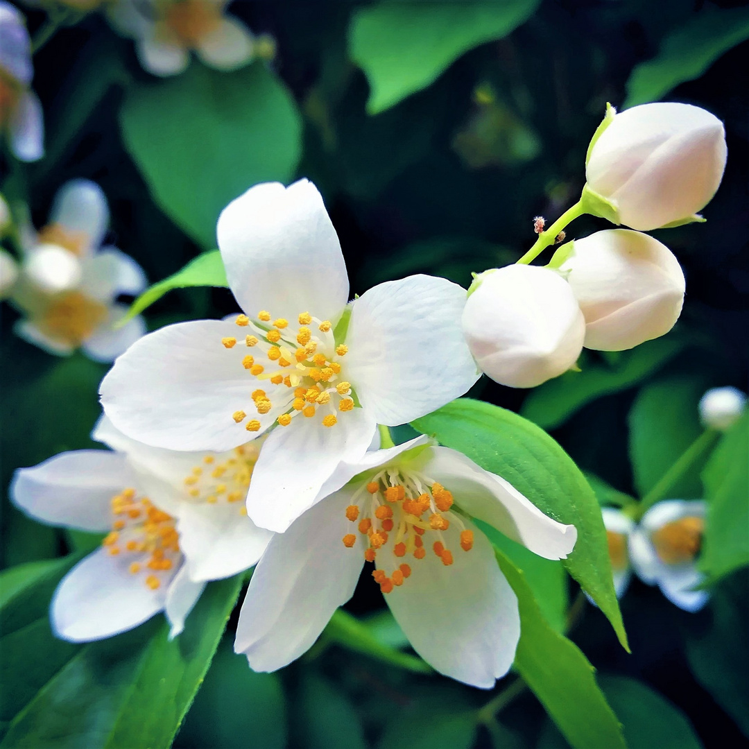 Summer Blooming