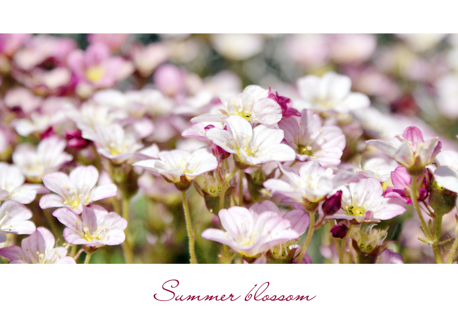 Summer blossom