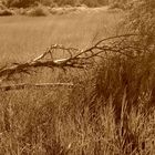 Summer Branches