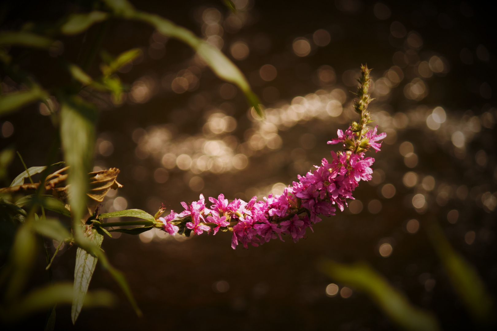 Summer breeze