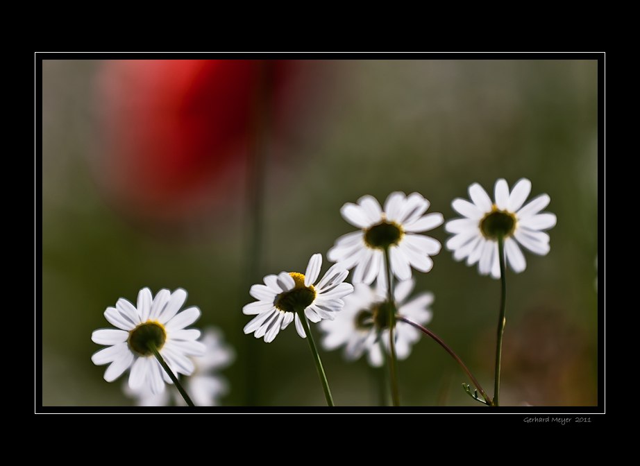 [ summer breeze III ]