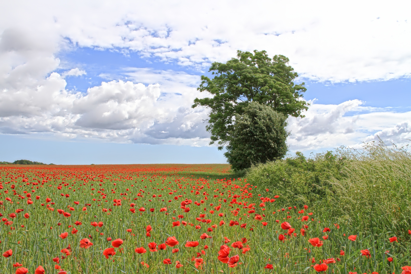 Summer - breeze - scattered clouds - poppy meadow - memory for a lifetime