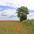 Summer - breeze - scattered clouds - poppy meadow - memory for a lifetime