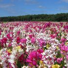 summer colors behind the dutch dunes