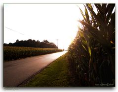 Summer Corn