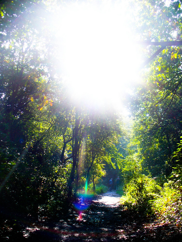 Summer day down the trail