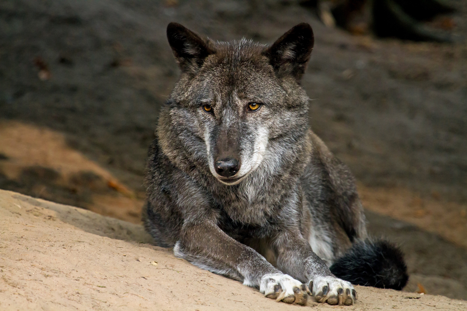 summer ......die stolze timberwolf-mutter