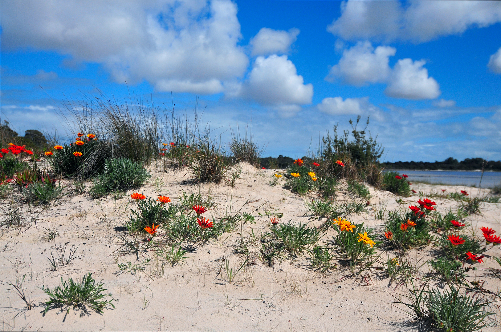 Summer Dunes