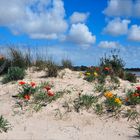 Summer Dunes