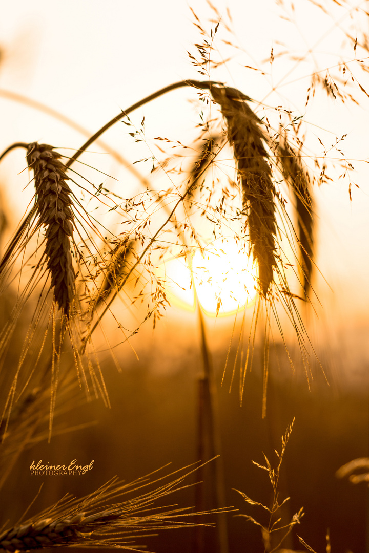 summer evening