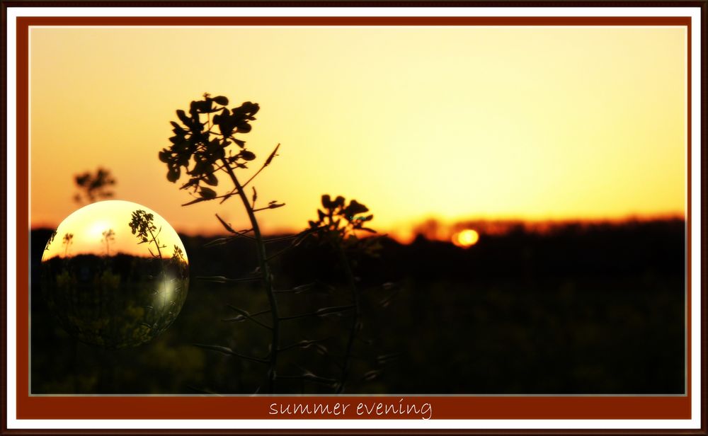 "summer evening"