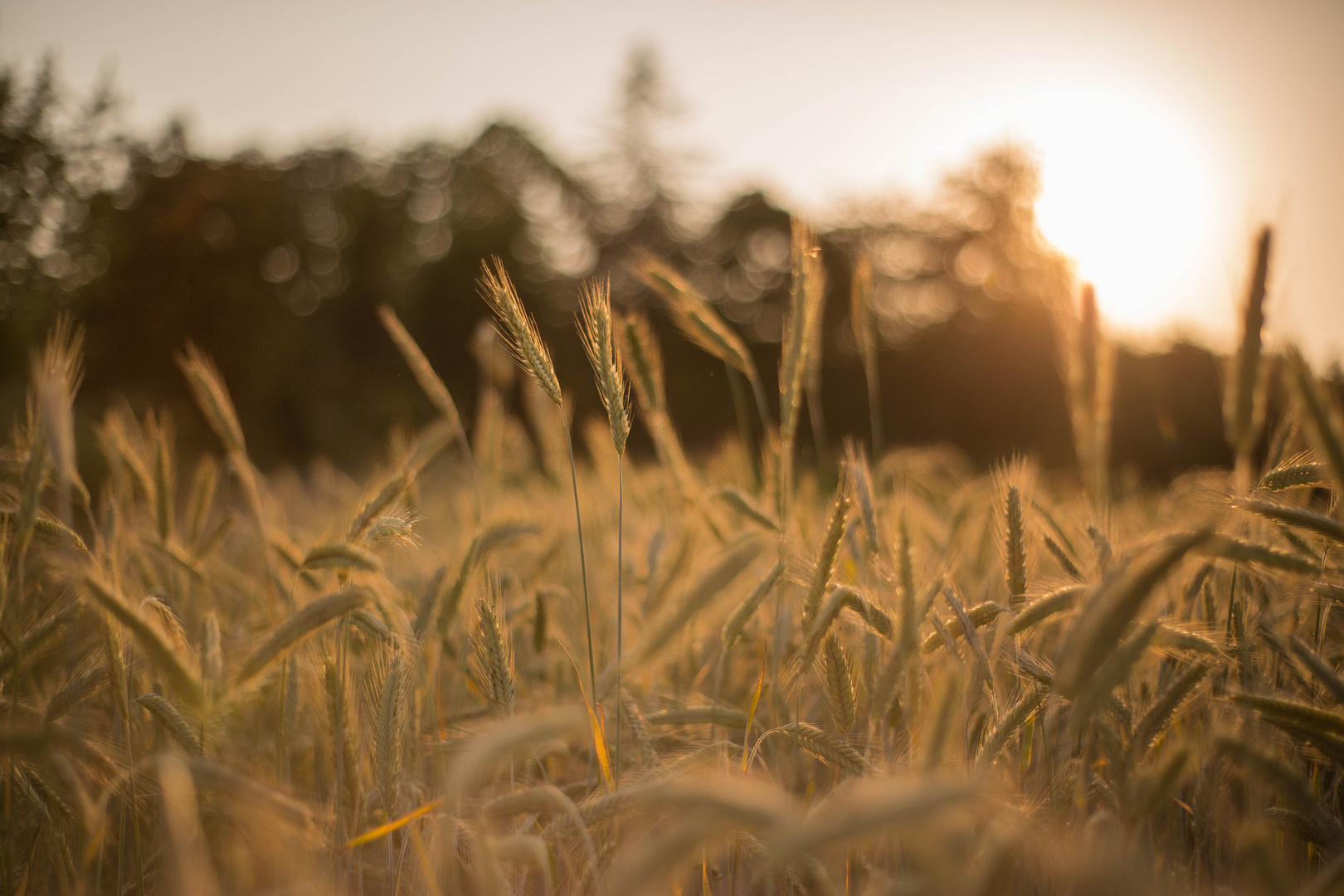 Summer evening