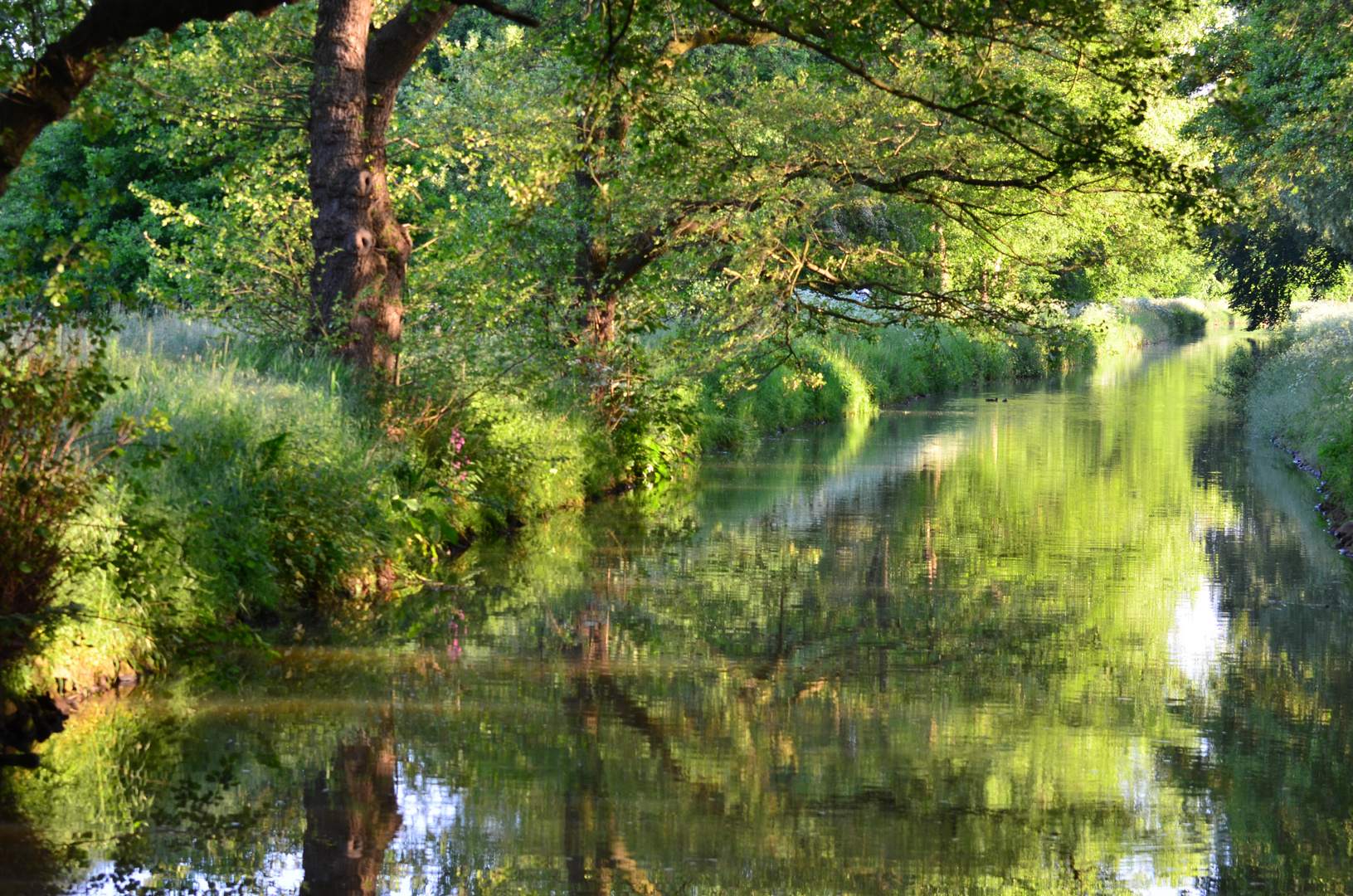 Summer evening behind my house