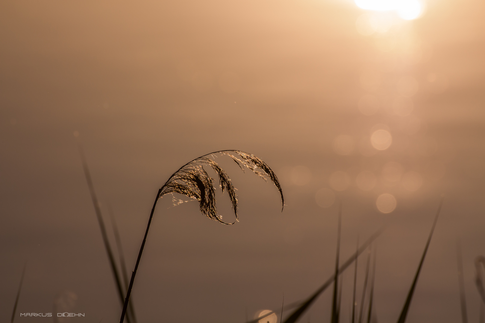 summer evening