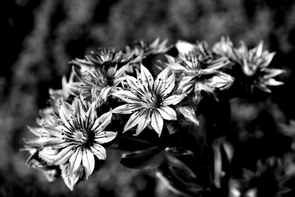 Summer Eyelashes in B/W!