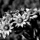 Summer Eyelashes in B/W!