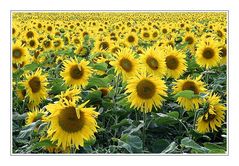 Summer featuring Sunflowers