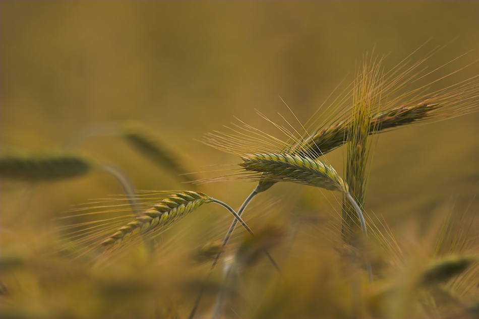 summer field