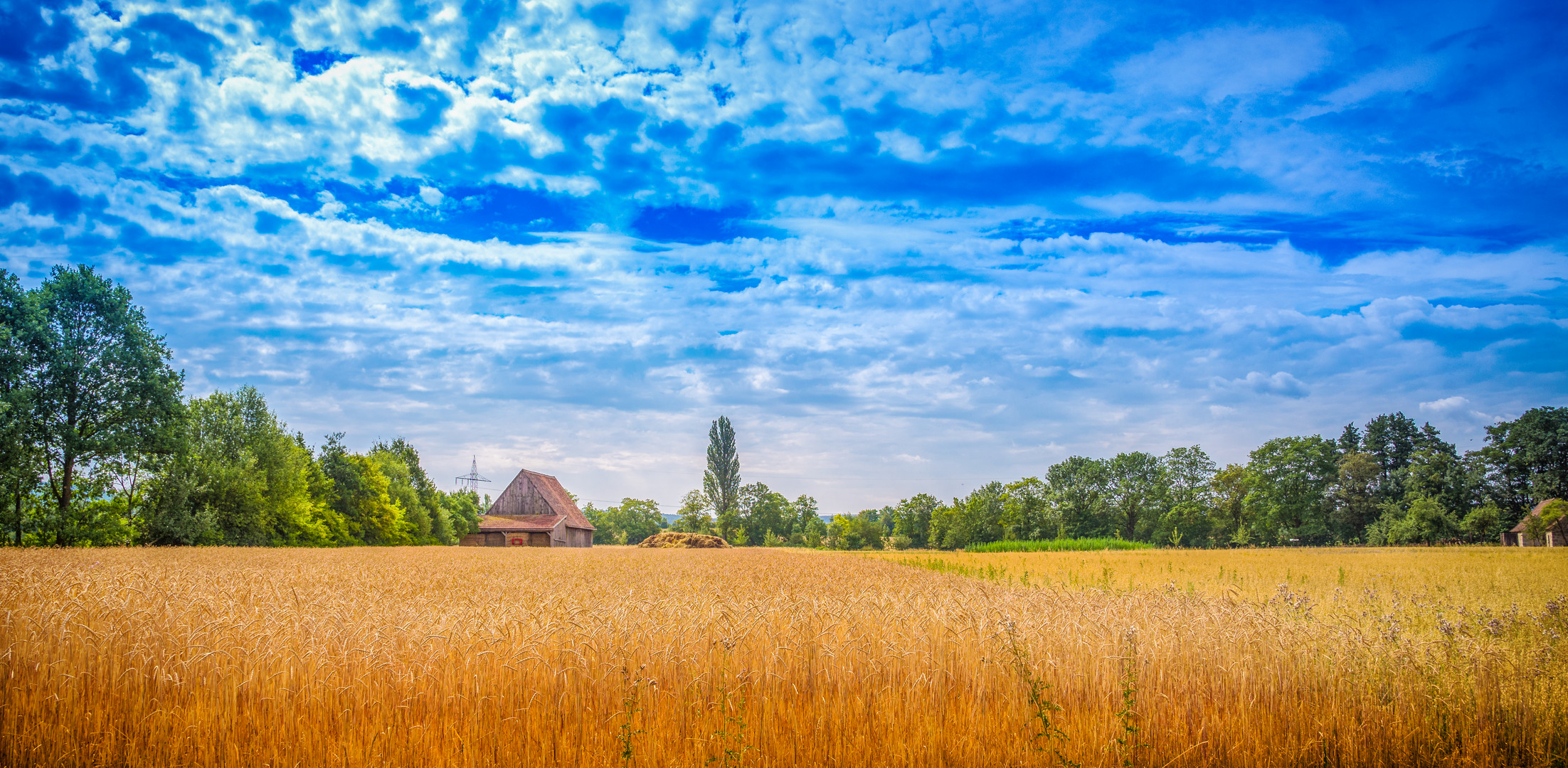 Summer field