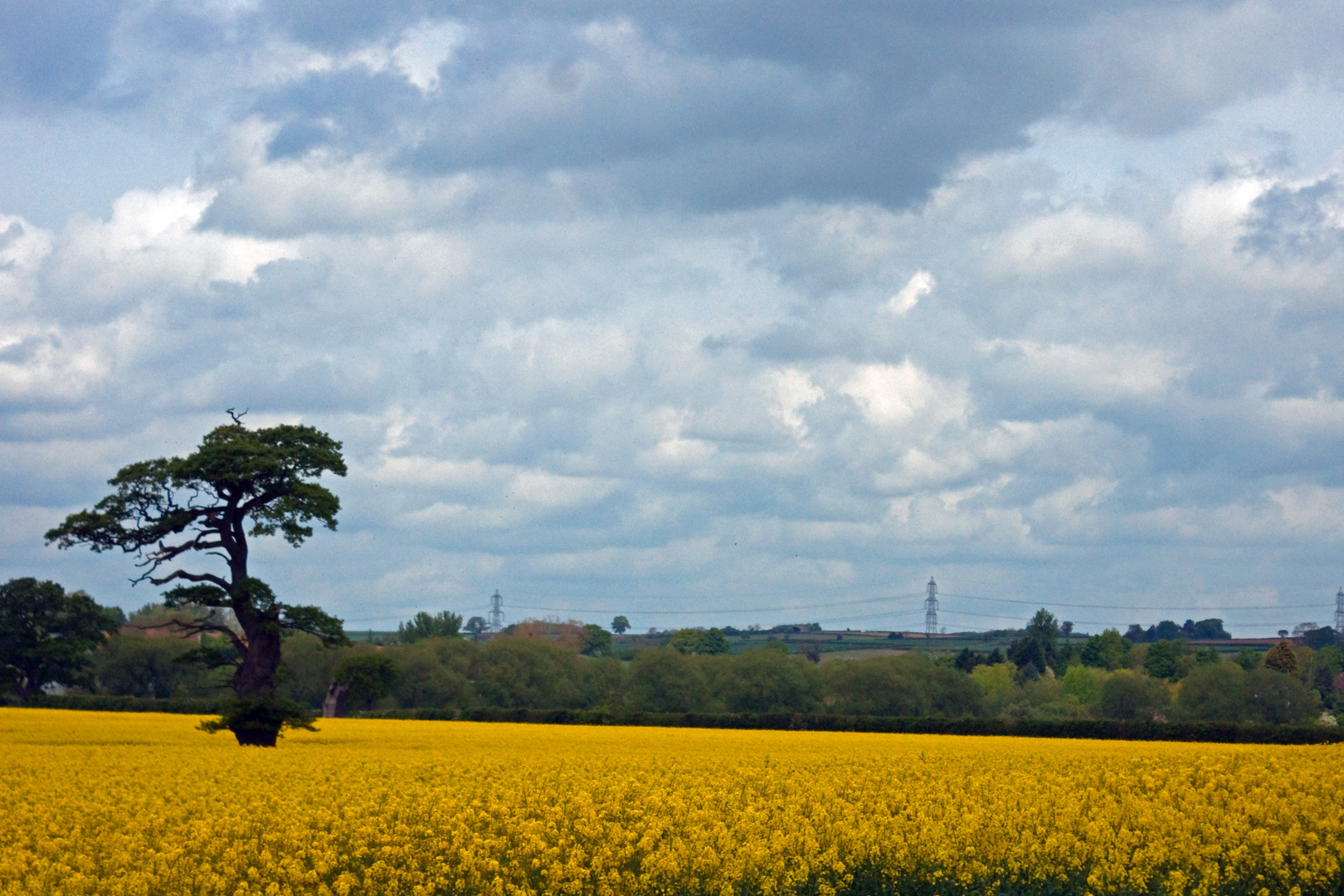 Summer Field