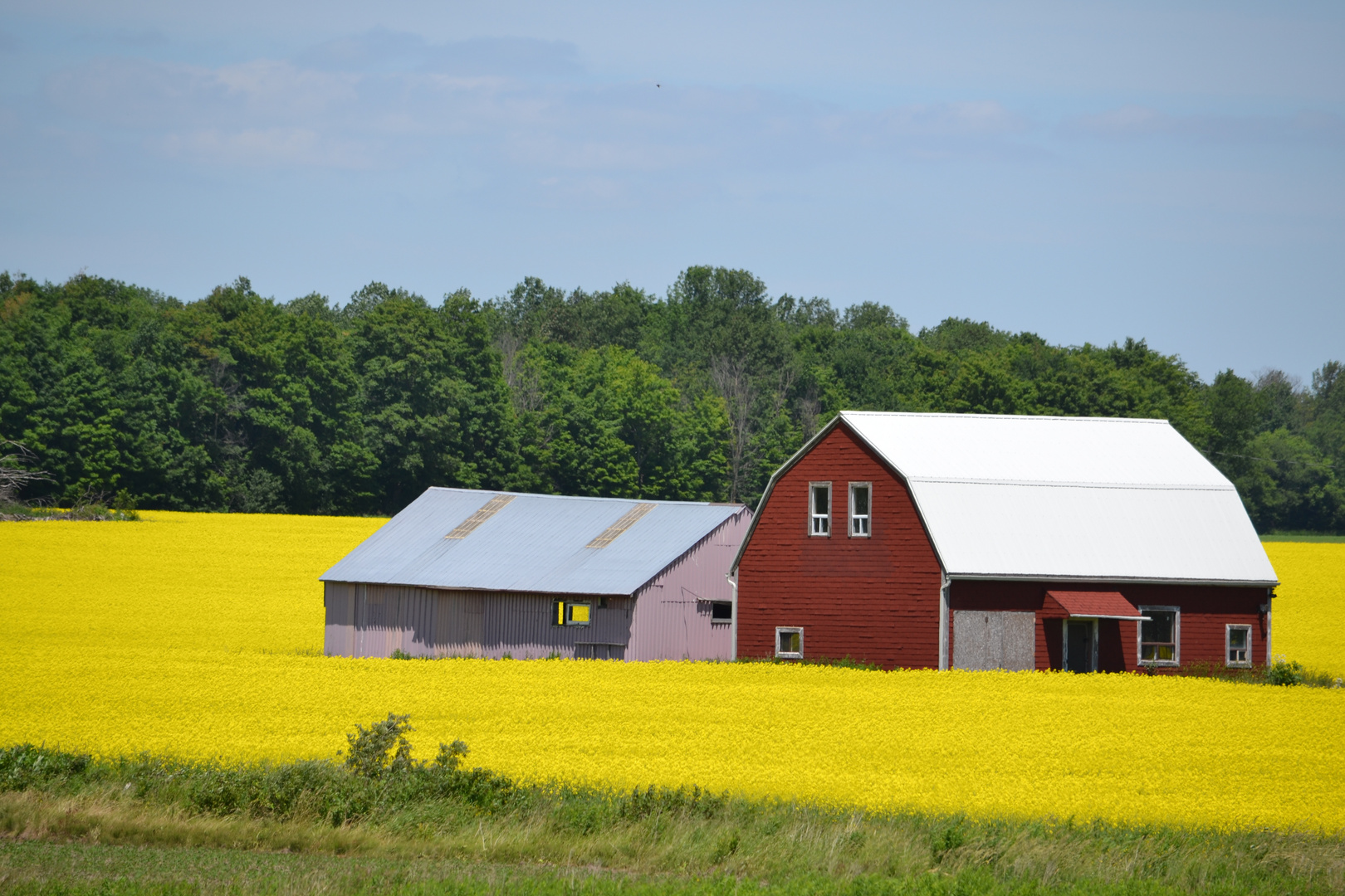 Summer Field