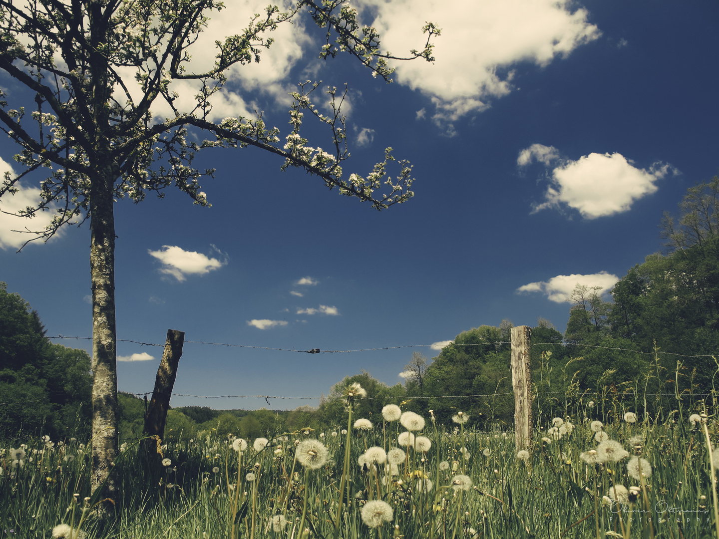 Summer Field