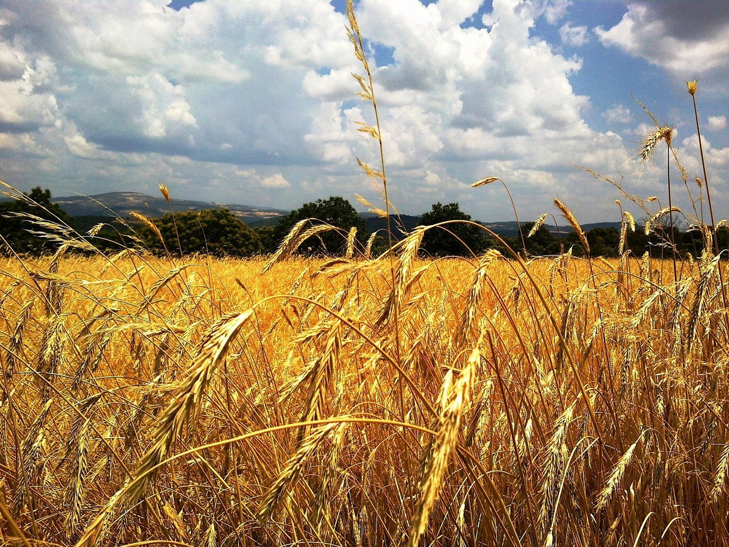 Summer field