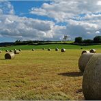 summer fields