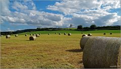 summer fields