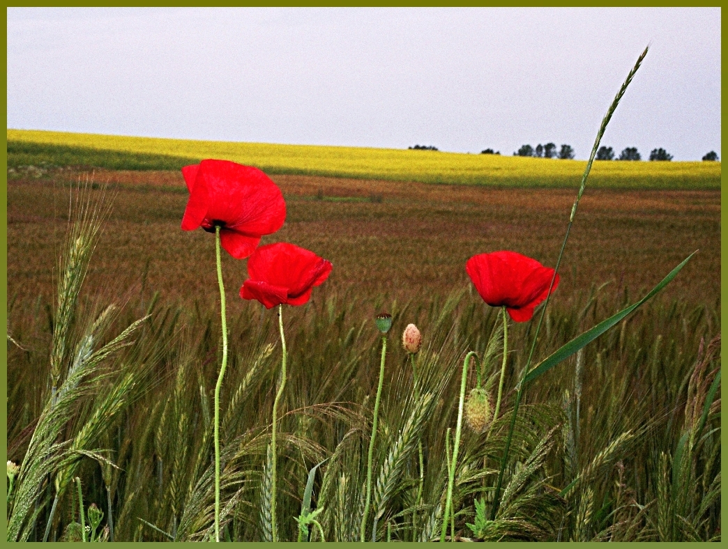 Summer fields