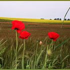 Summer fields