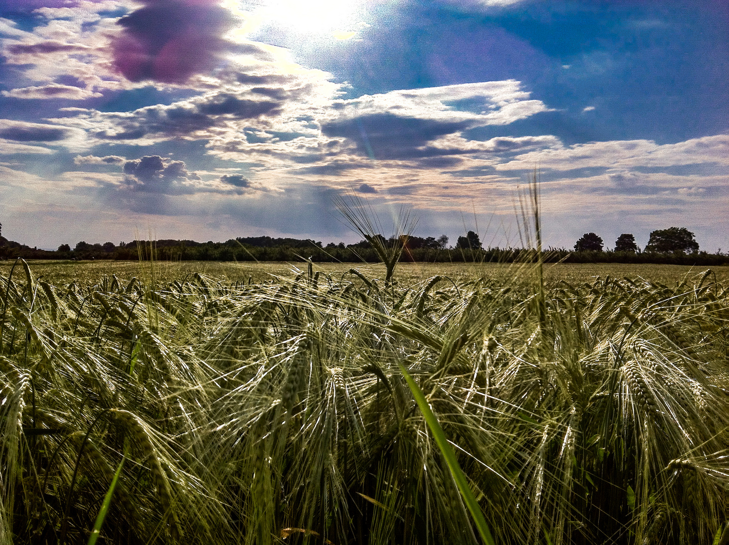 Summer Fields