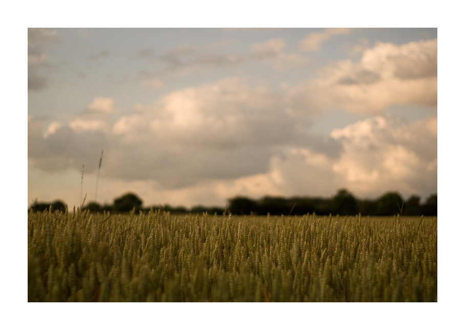 Summer Fields I