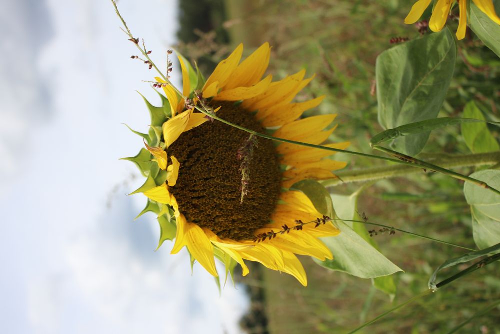 summer flower