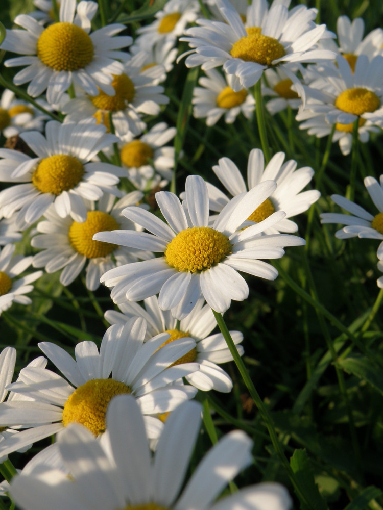 summer flower