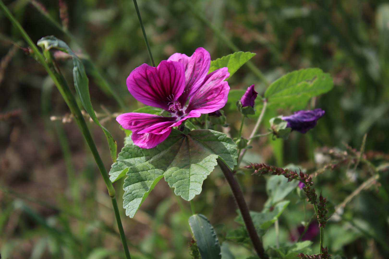 summer flower