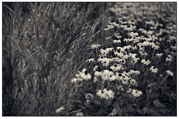 Summer Flowers