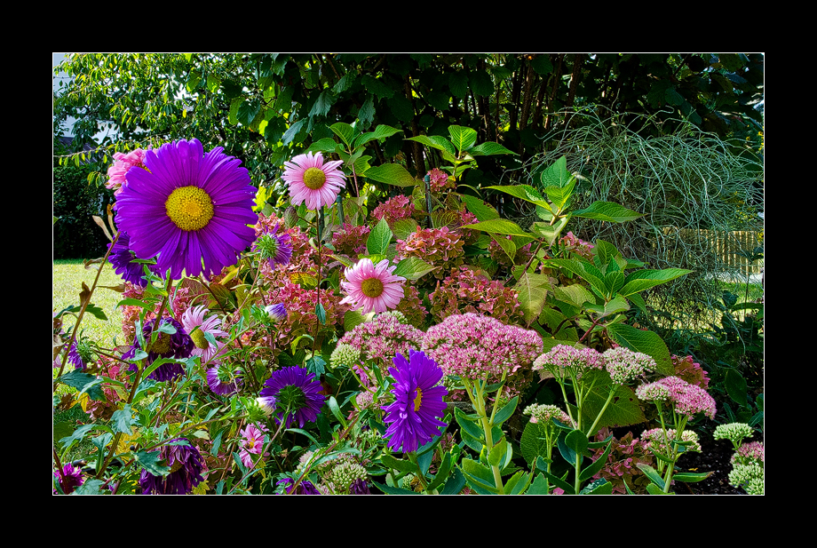 Summer Flowers