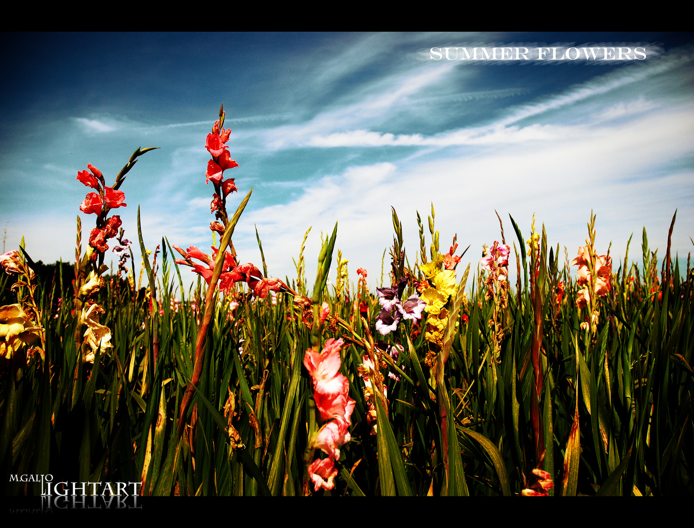 summer flowers