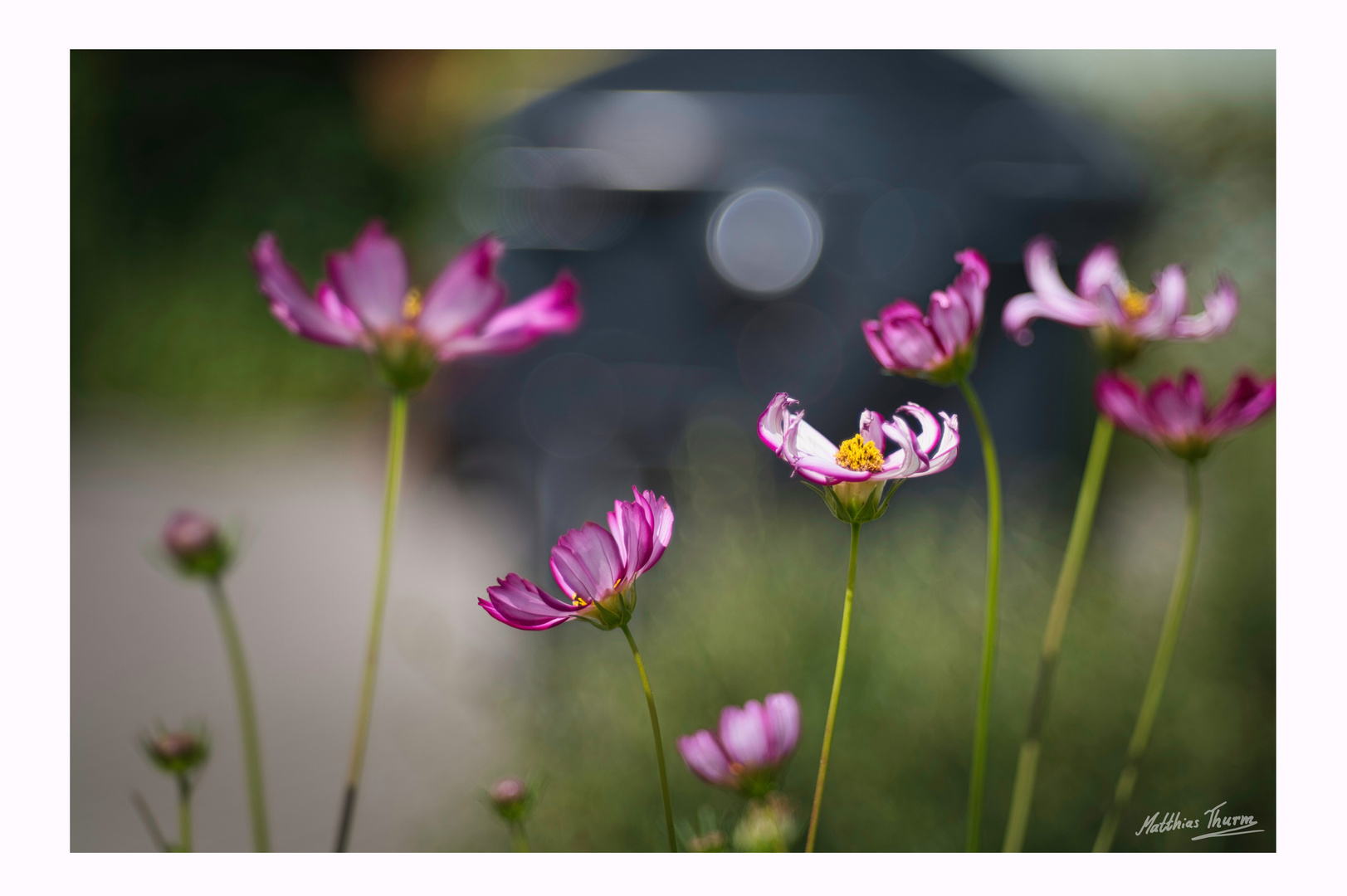 Summer Flowers