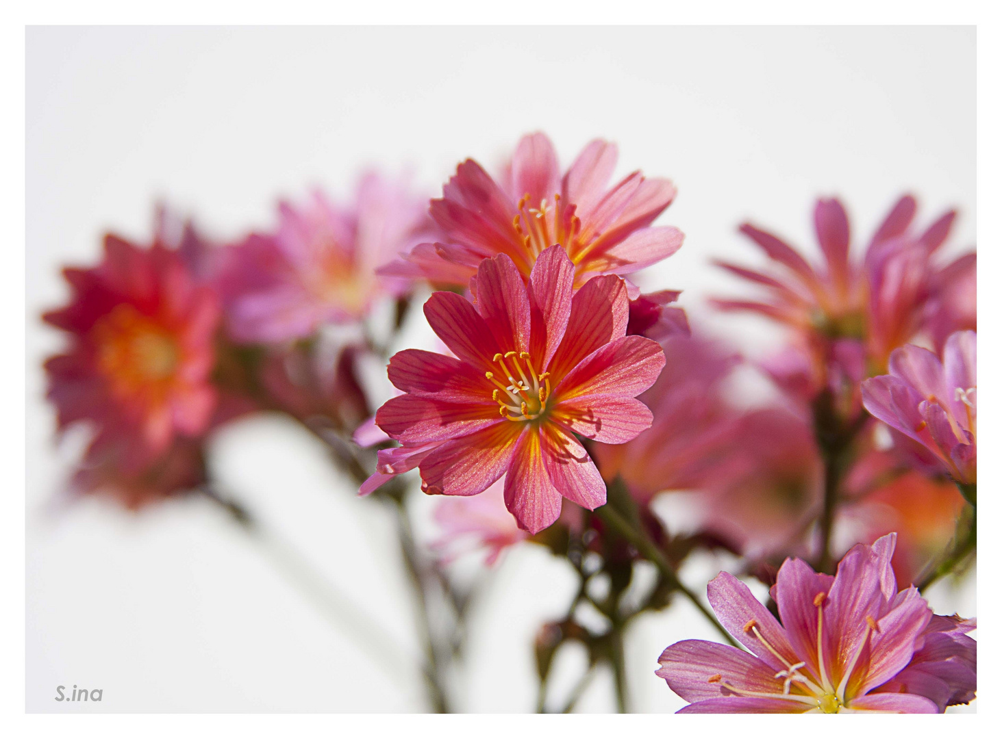 summer flowers I