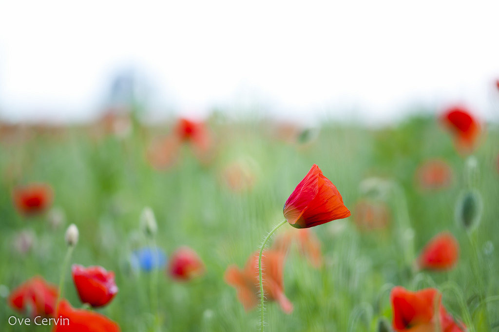 Summer flowers in the field