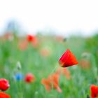 Summer flowers in the field