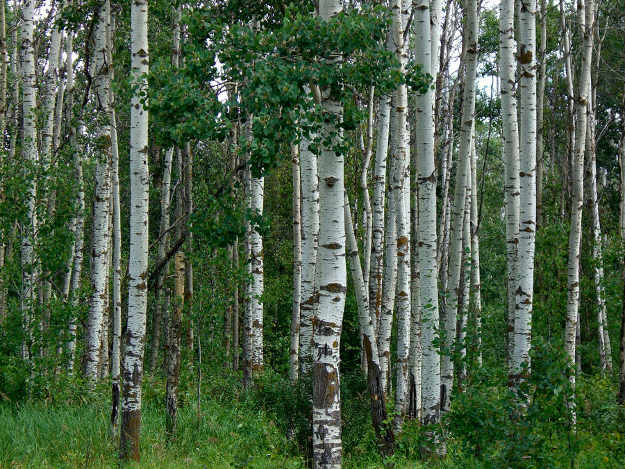 Summer Forest.